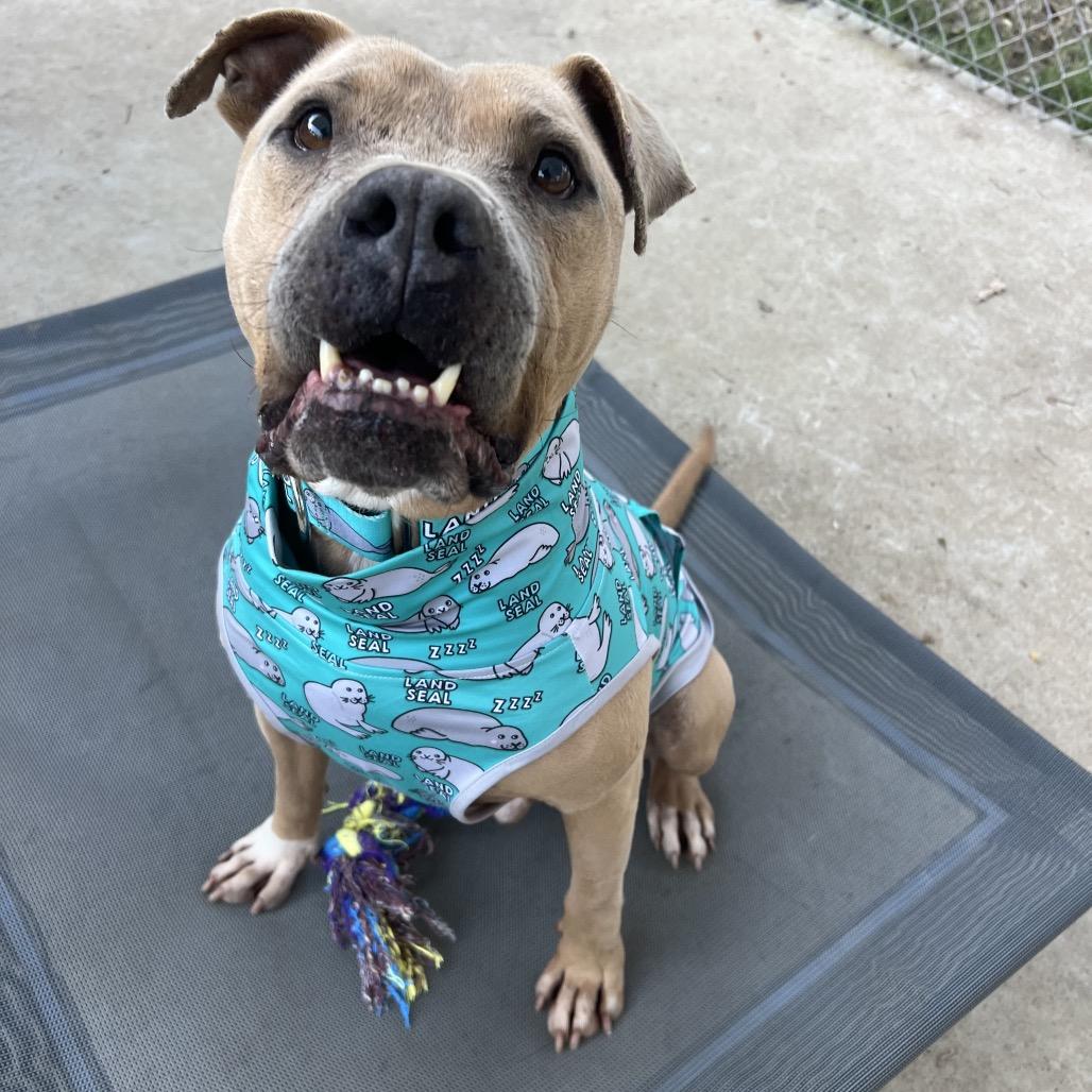Enlarge Mateo, a Adoptable Pit Bull Terrier in Spring, TX image 1/6
