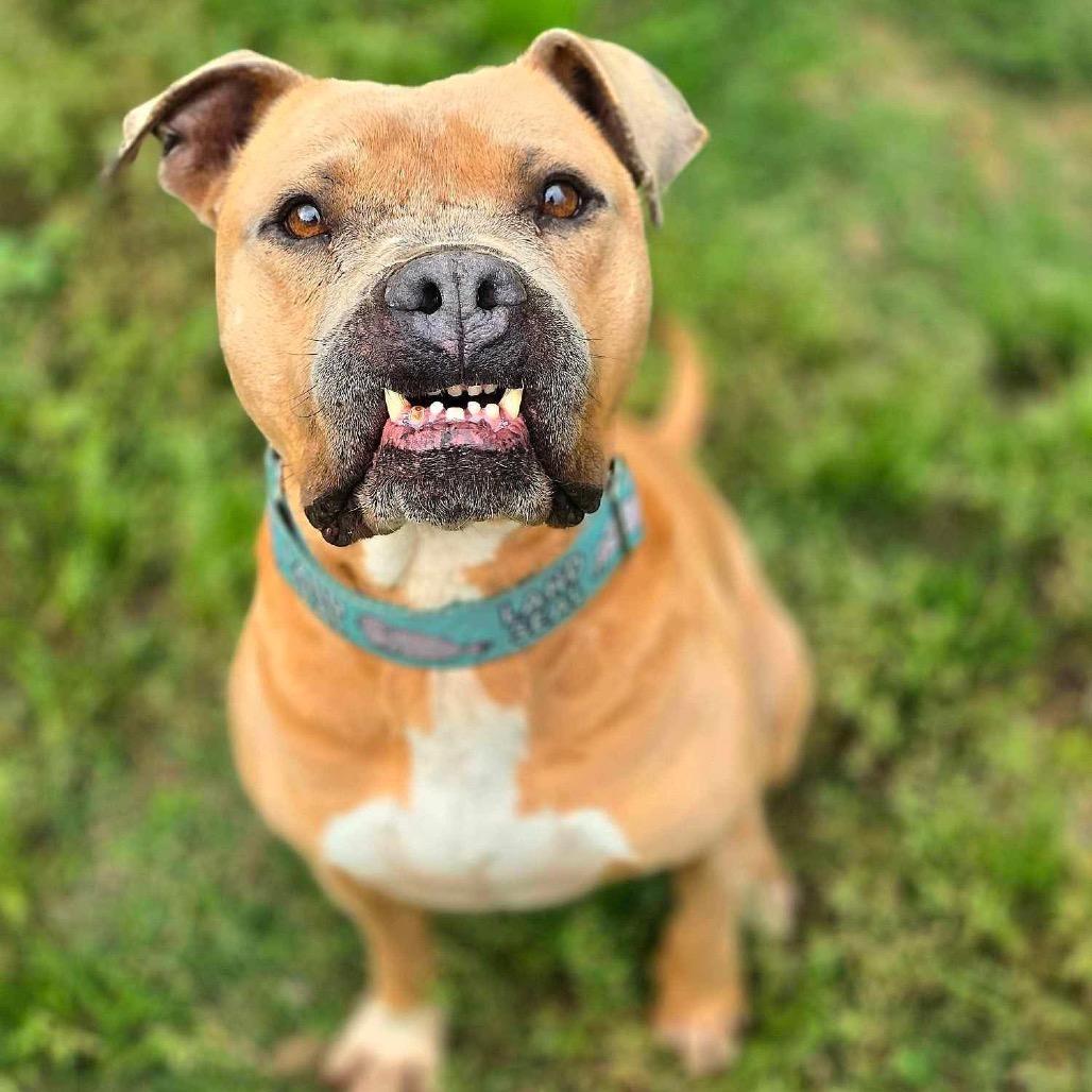 Enlarge Mateo, a Adoptable Pit Bull Terrier in Spring, TX image 2/6