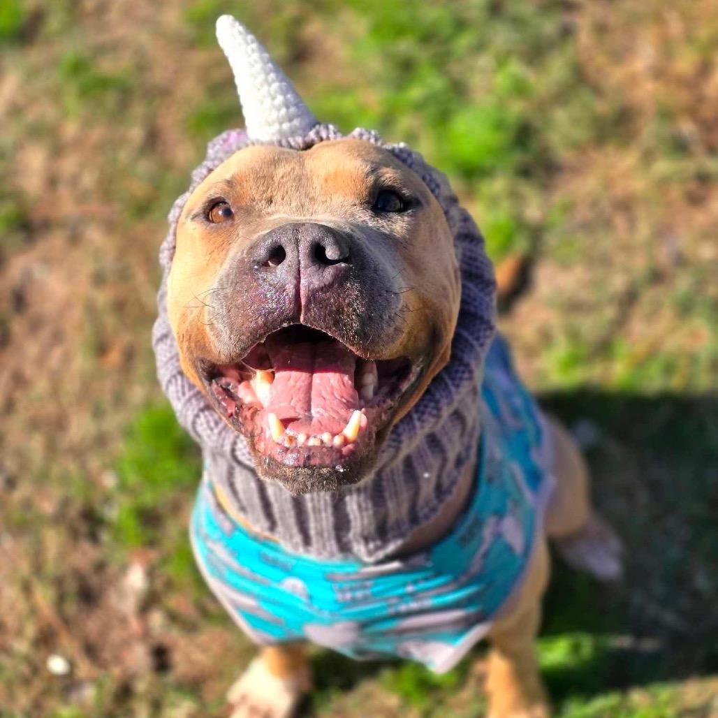 Enlarge Mateo, a Adoptable Pit Bull Terrier in Spring, TX image 3/6