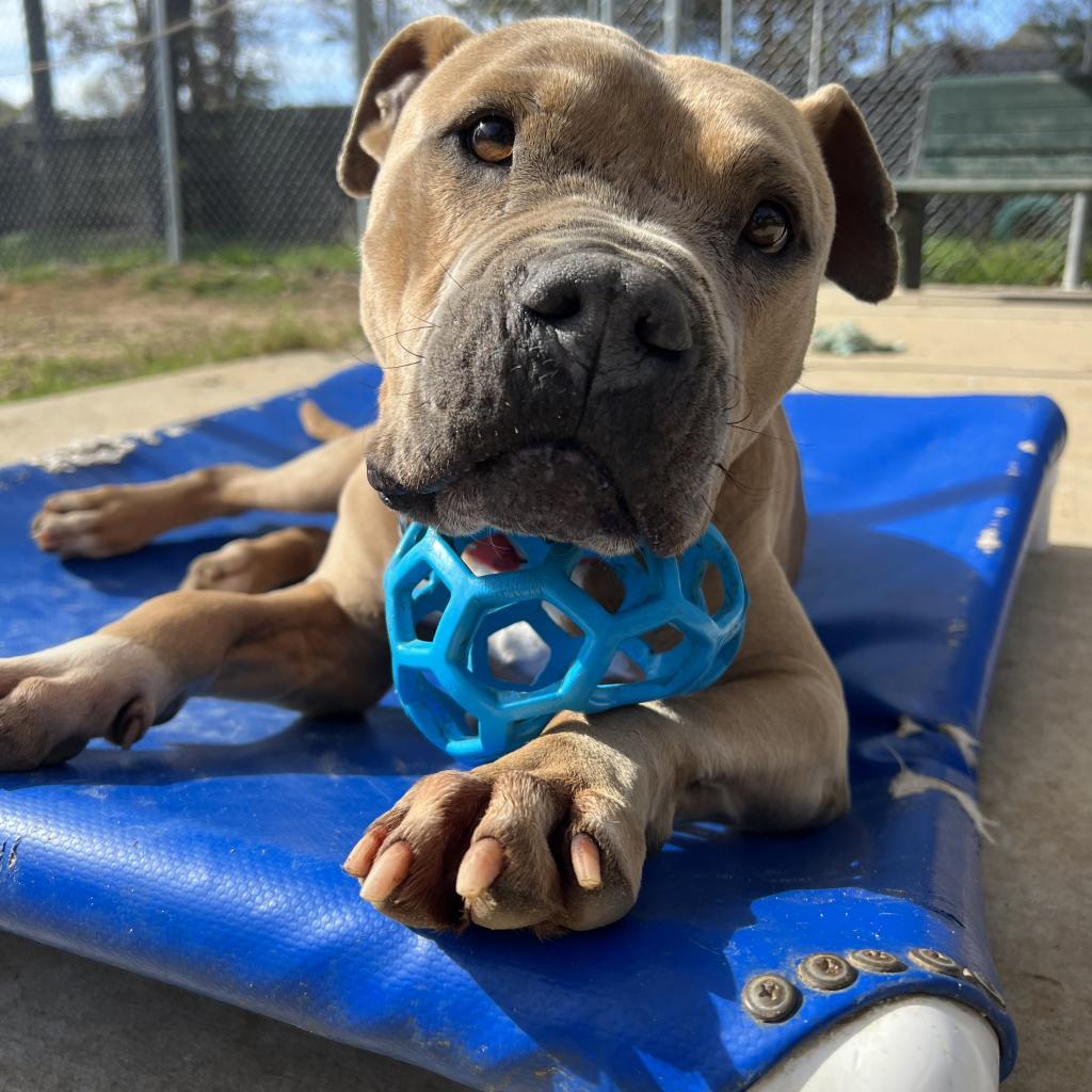Enlarge Mateo, a Adoptable Pit Bull Terrier in Spring, TX image 5/6