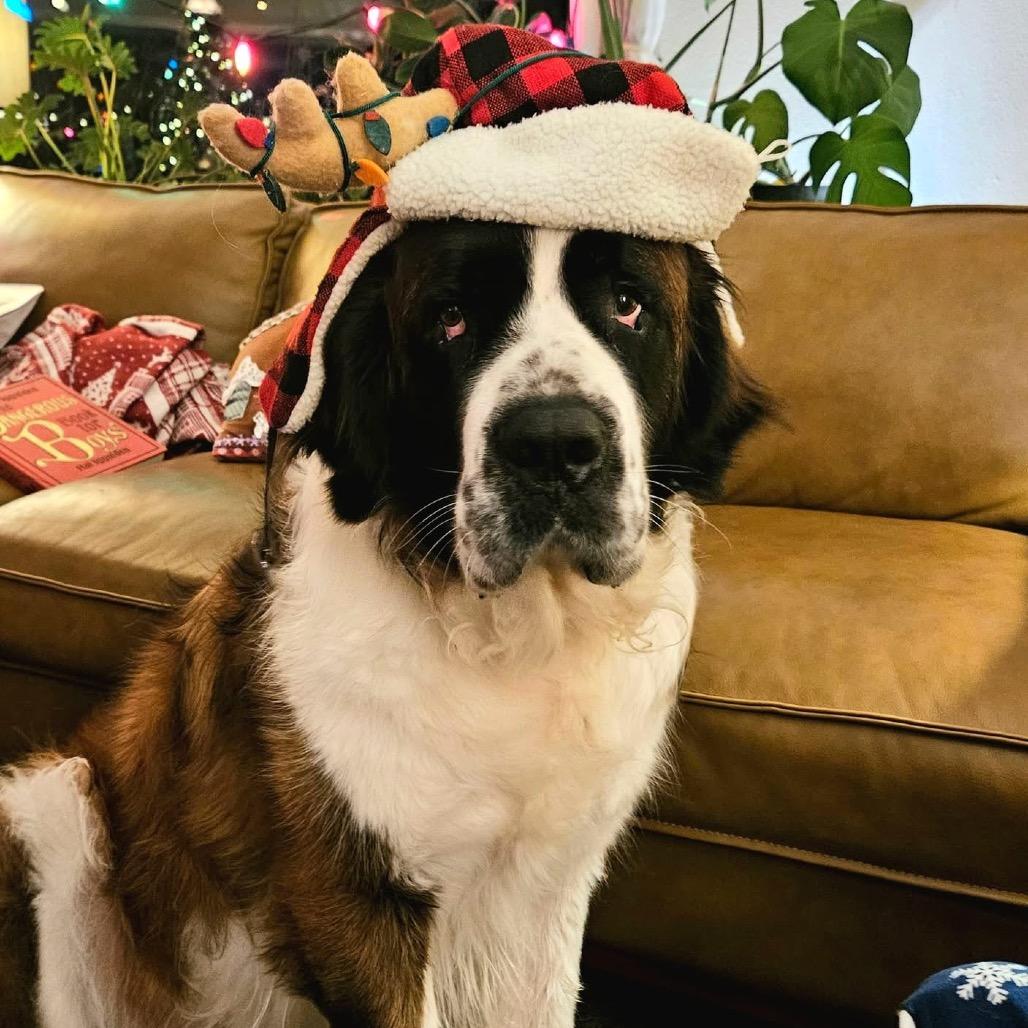 Enlarge Moose, a Adoptable Saint Bernard in Bellingham, WA image 3/6
