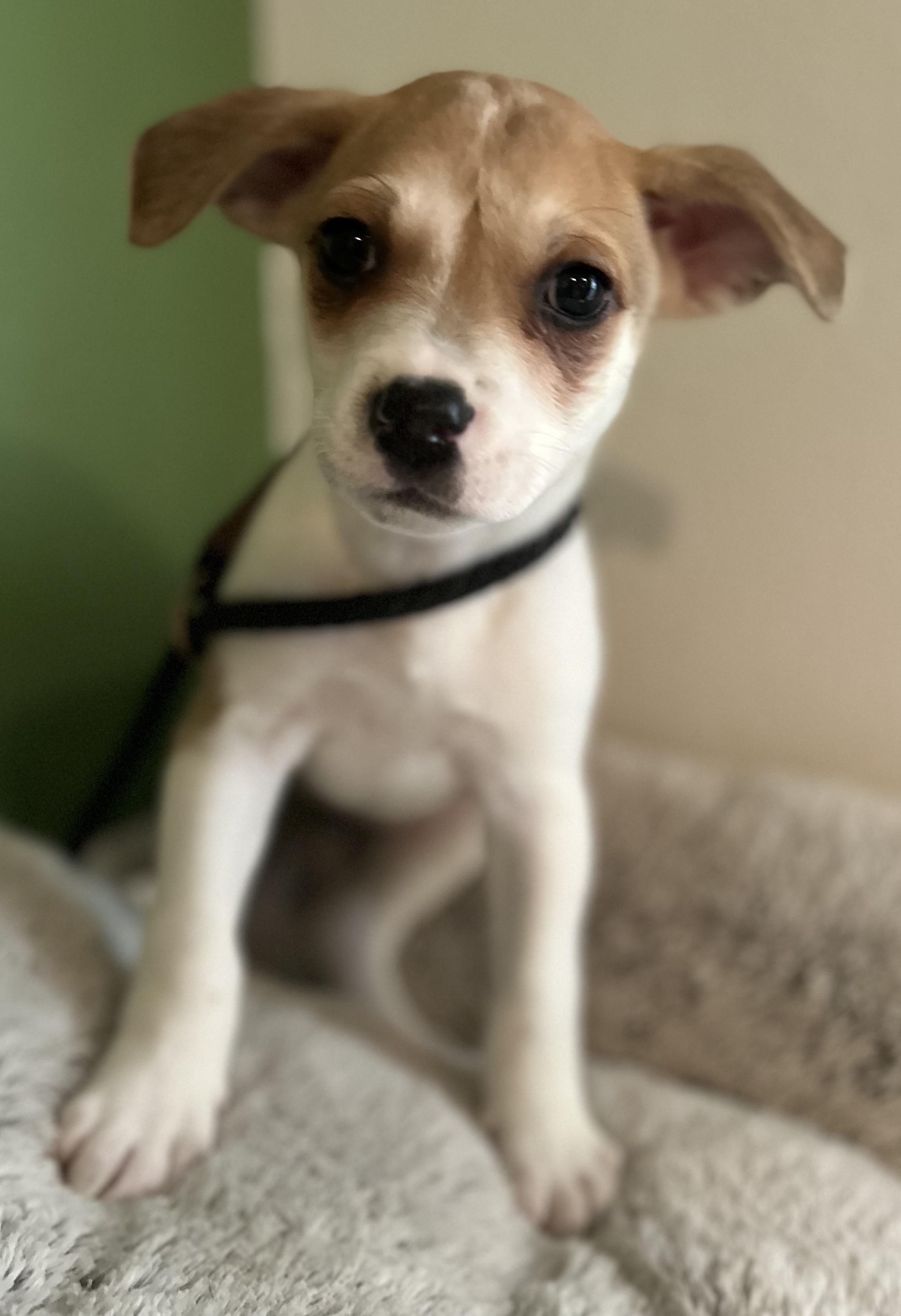 Enlarge Miracle, a ADOPTABLE mixed breed in Tigard, OR image 4/5