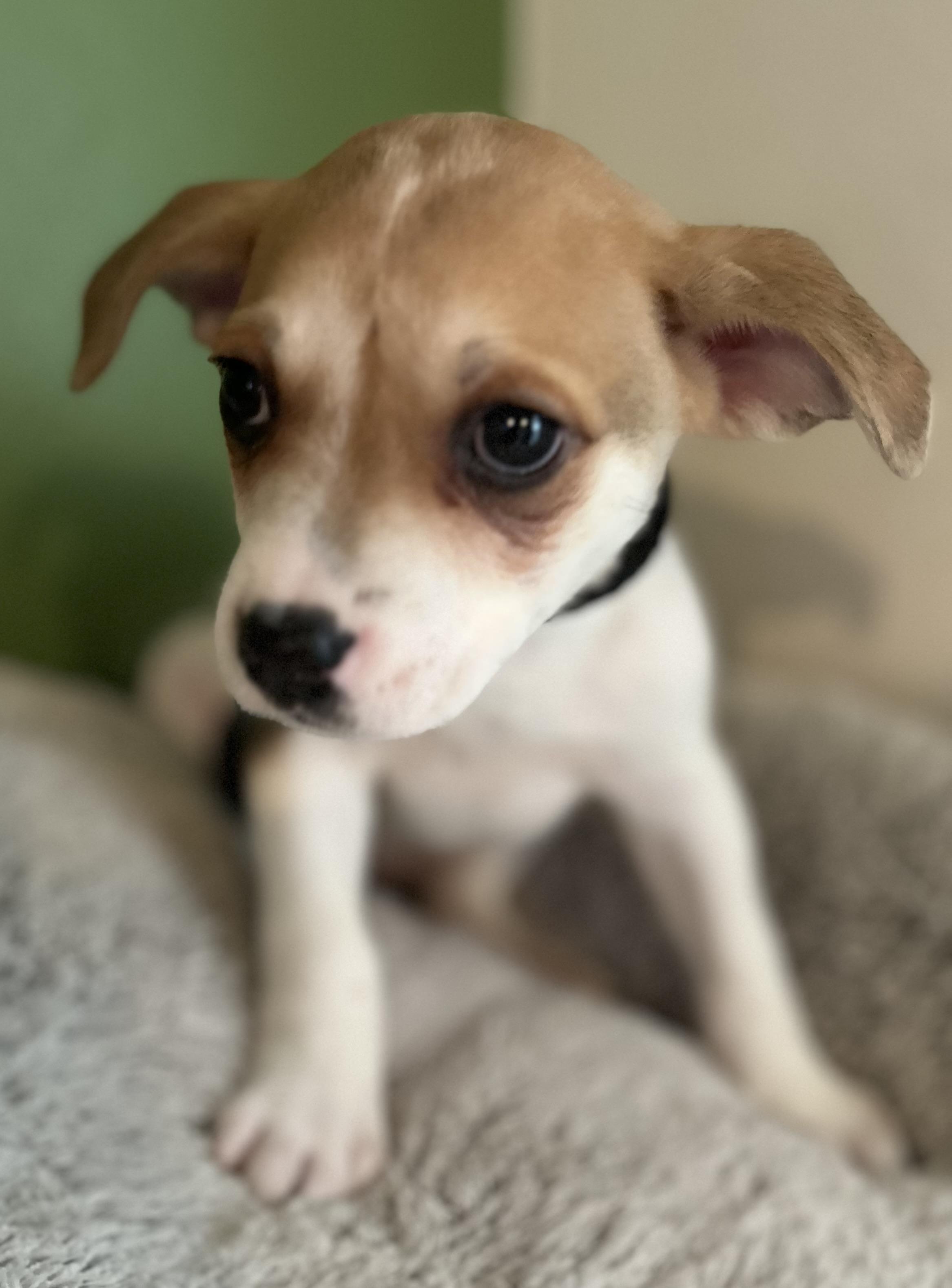 Enlarge Miracle, a ADOPTABLE mixed breed in Tigard, OR image 3/5