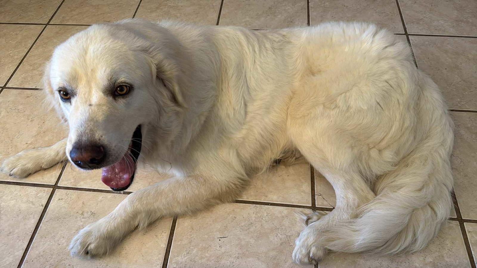 Charlie (aka Charles II), Adoptable, Adult Male Great Pyrenees.