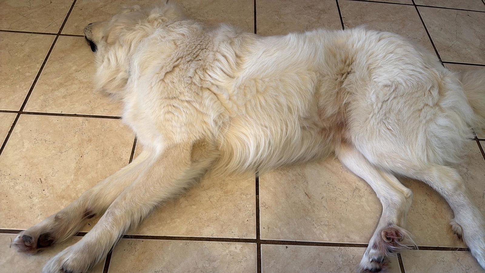 Enlarge Charlie (aka Charles II), a Adoptable Great Pyrenees in Houston, TX image 2/3