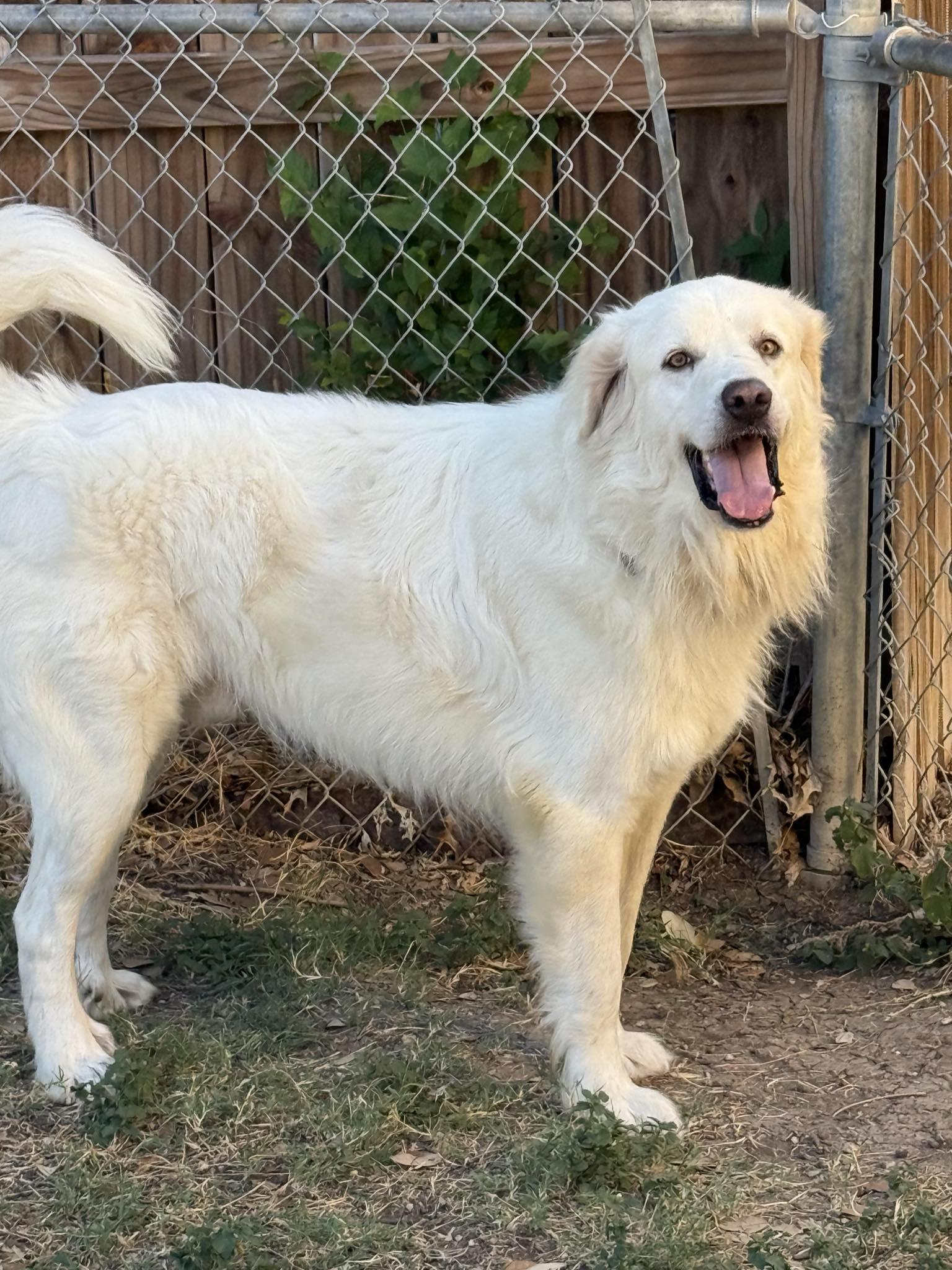 Enlarge Charlie (aka Charles II), a Adoptable Great Pyrenees in Houston, TX image 2/3