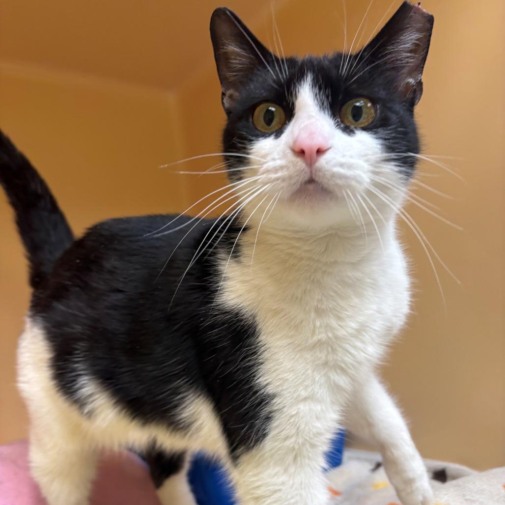 Enlarge Madame Bowling Ball, a Adoptable Domestic Short Hair in East Hanover, NJ image 1/6
