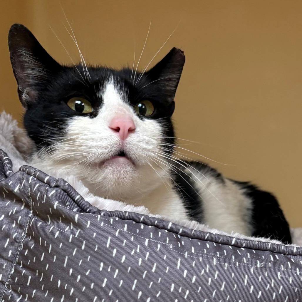 Enlarge Madame Bowling Ball, a Adoptable Domestic Short Hair in East Hanover, NJ image 2/6