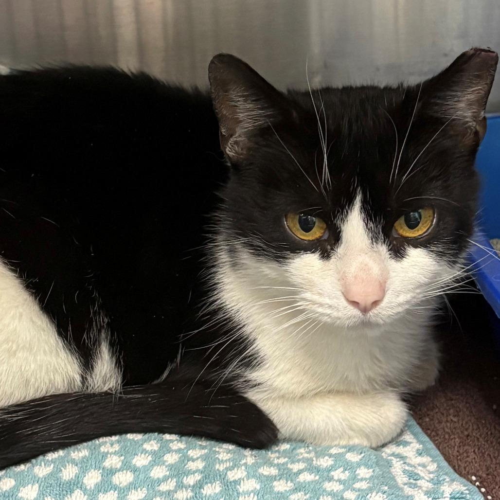Enlarge Madame Bowling Ball, a Adoptable Domestic Short Hair in East Hanover, NJ image 3/6