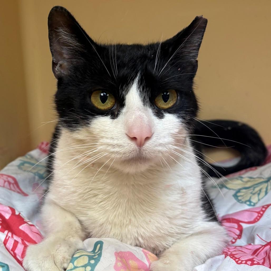 Enlarge Madame Bowling Ball, a Adoptable Domestic Short Hair in East Hanover, NJ image 4/6