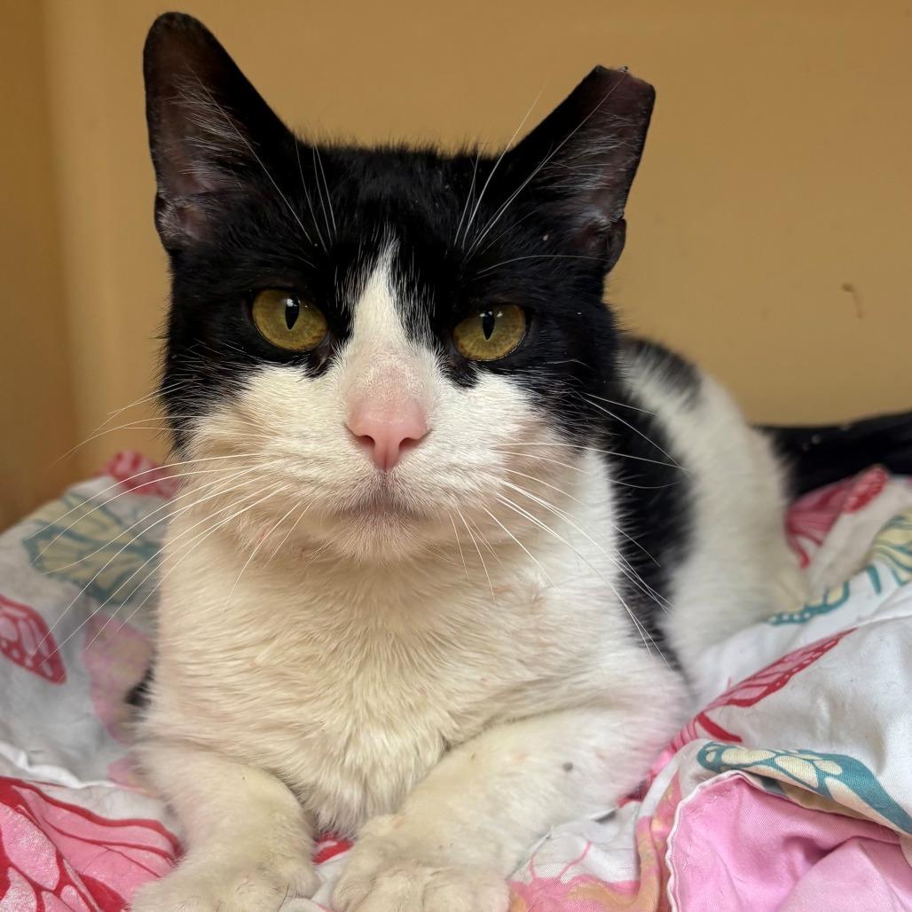 Enlarge Madame Bowling Ball, a Adoptable Domestic Short Hair in East Hanover, NJ image 5/6