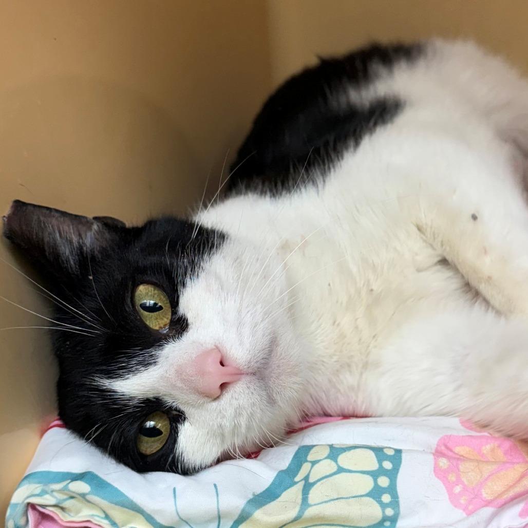 Enlarge Madame Bowling Ball, a Adoptable Domestic Short Hair in East Hanover, NJ image 6/6