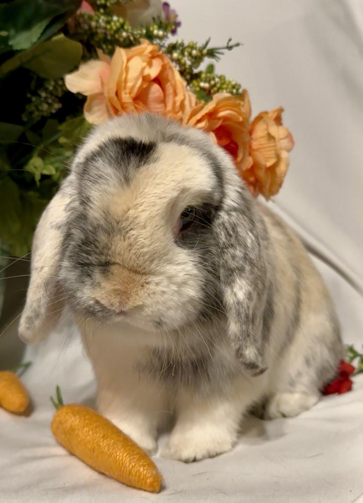 Cookie, an adoptable Holland Lop in Norwalk, CT image 1/4