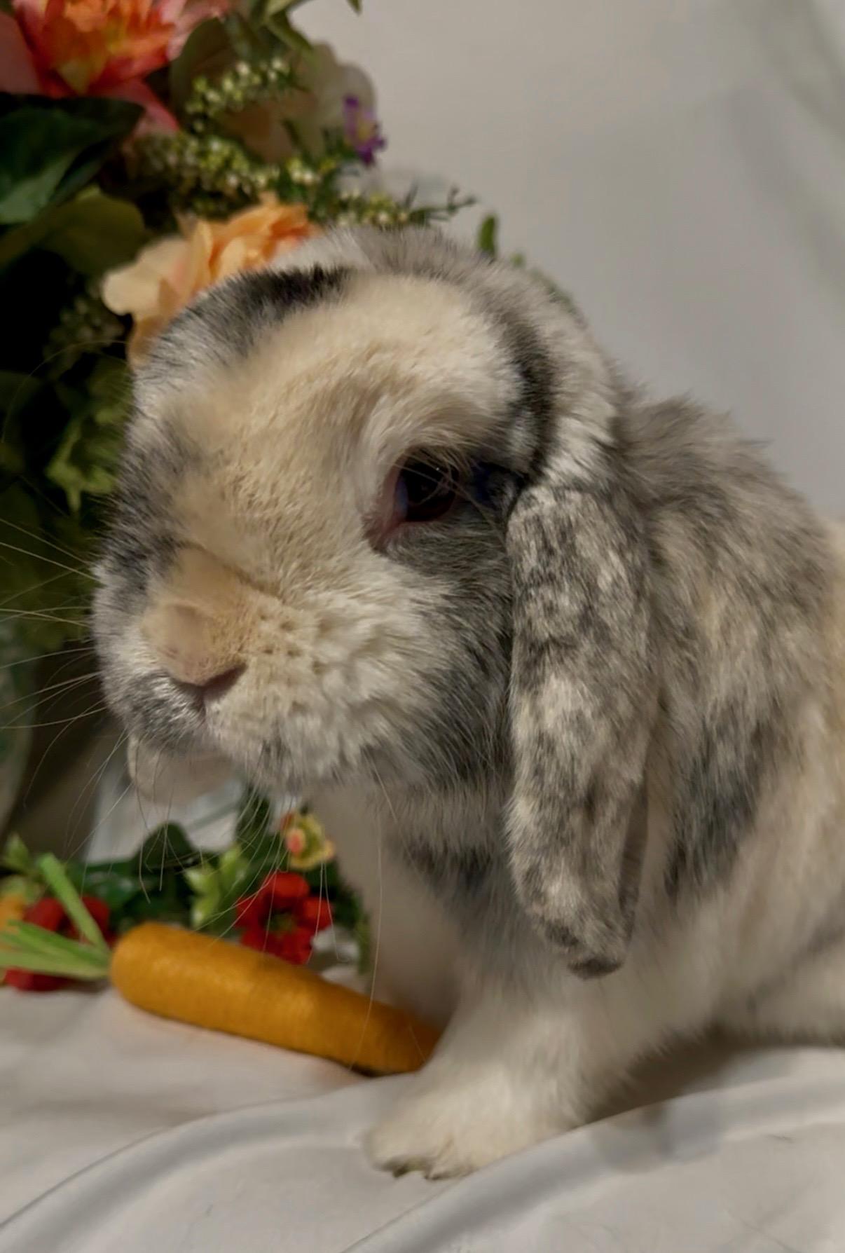 Cookie, an adoptable Holland Lop in Norwalk, CT image 2/4