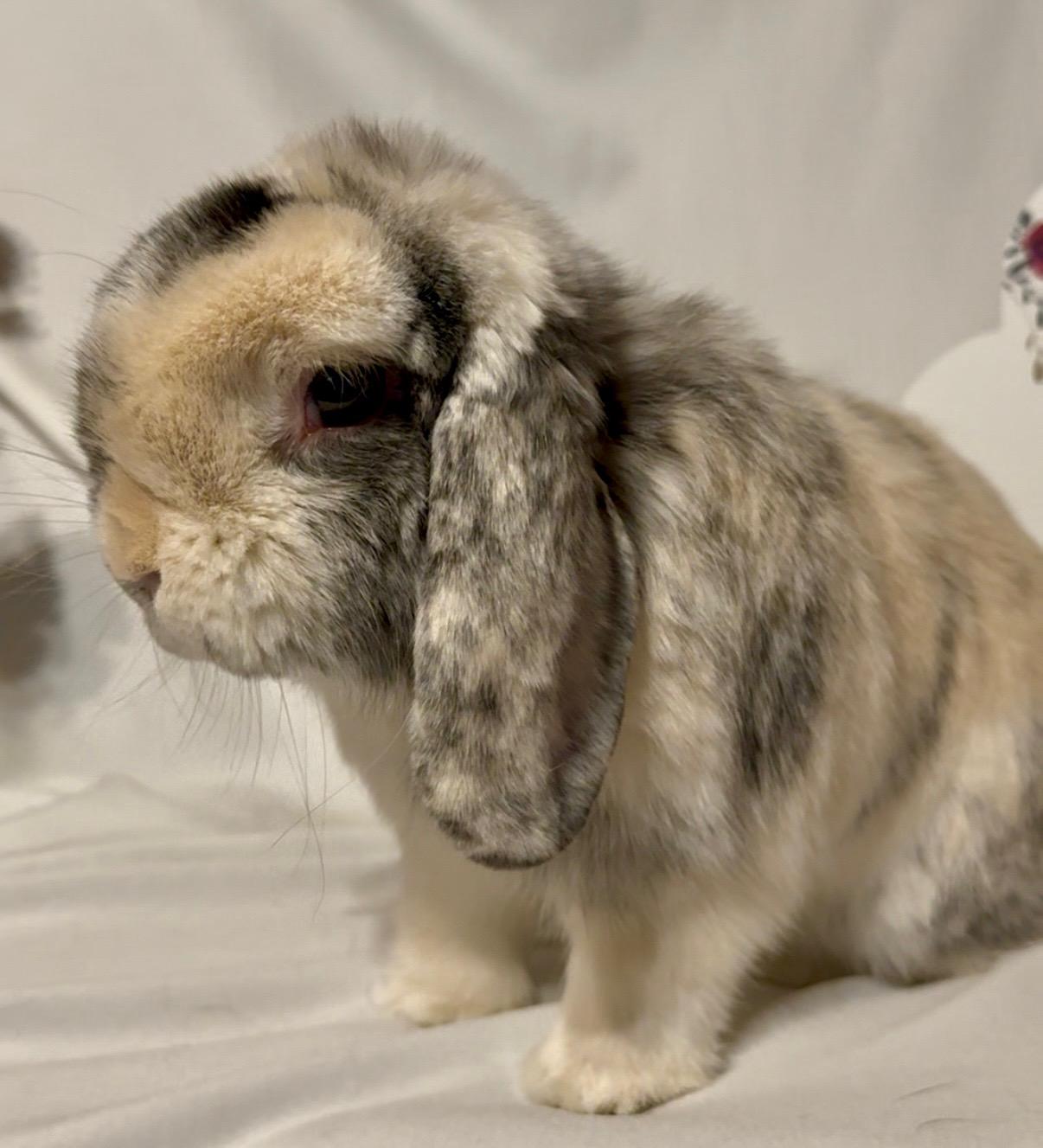Cookie, an adoptable Holland Lop in Norwalk, CT image 3/4