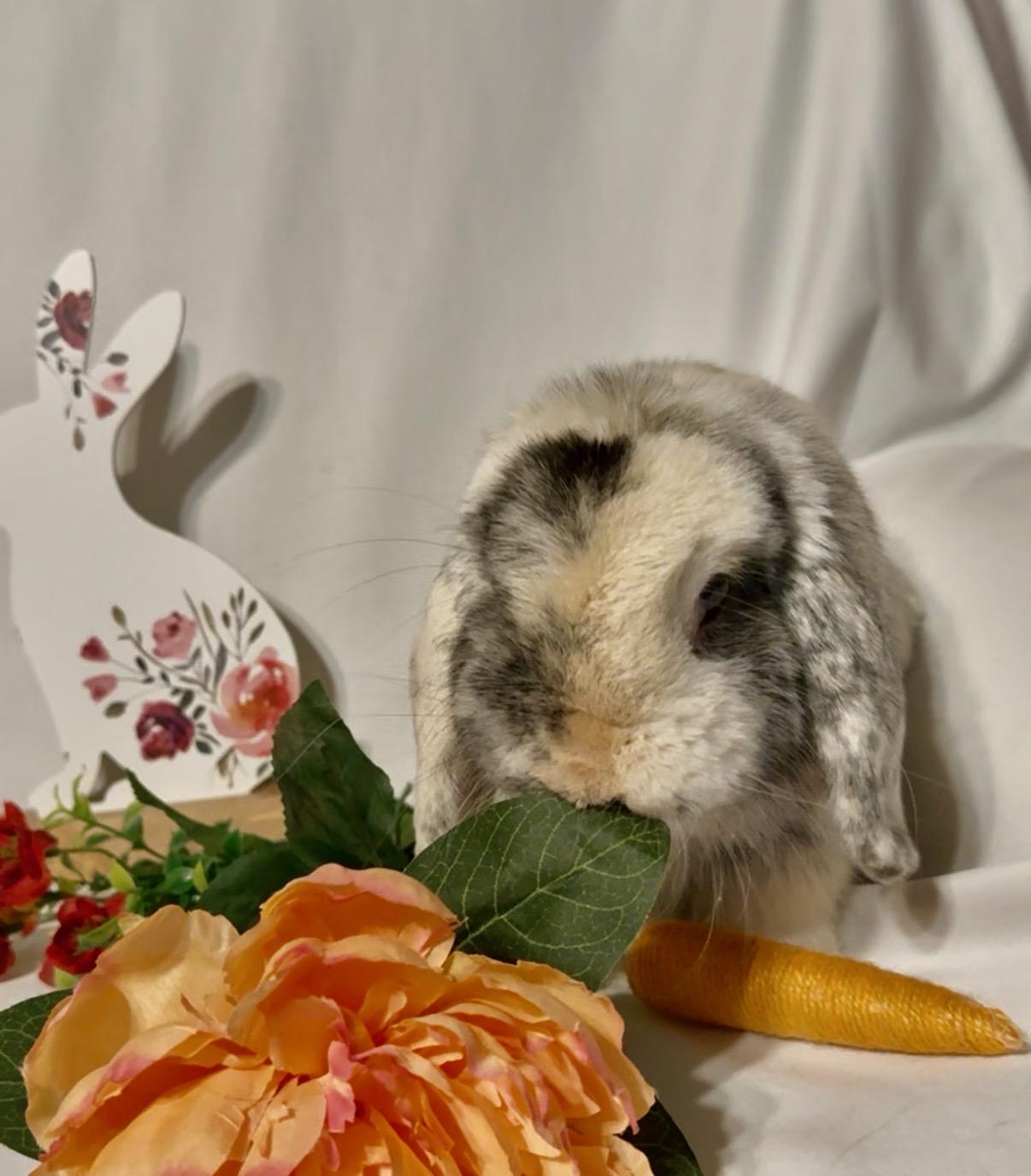 Cookie, an adoptable Holland Lop in Norwalk, CT image 4/4