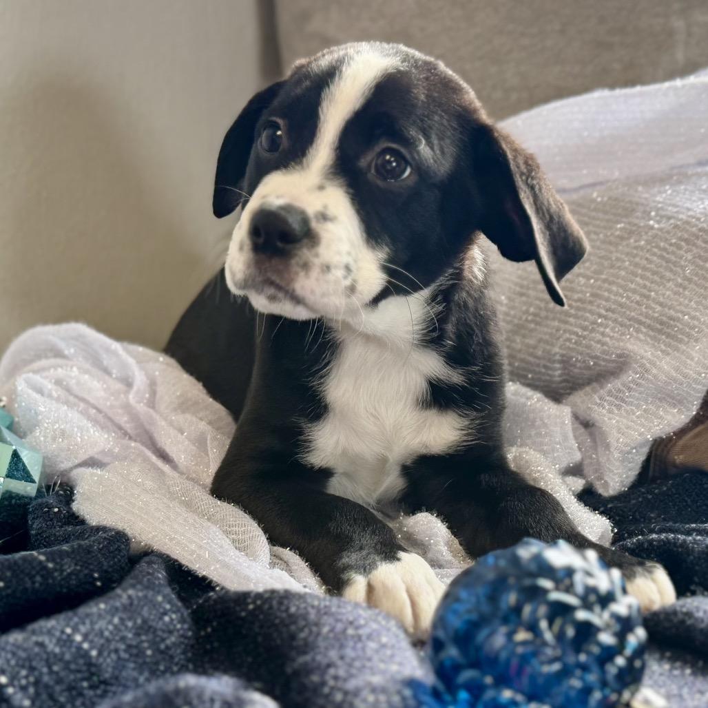 Enlarge DAVE, a Adoptable Boxer in La Grange, KY image 2/6