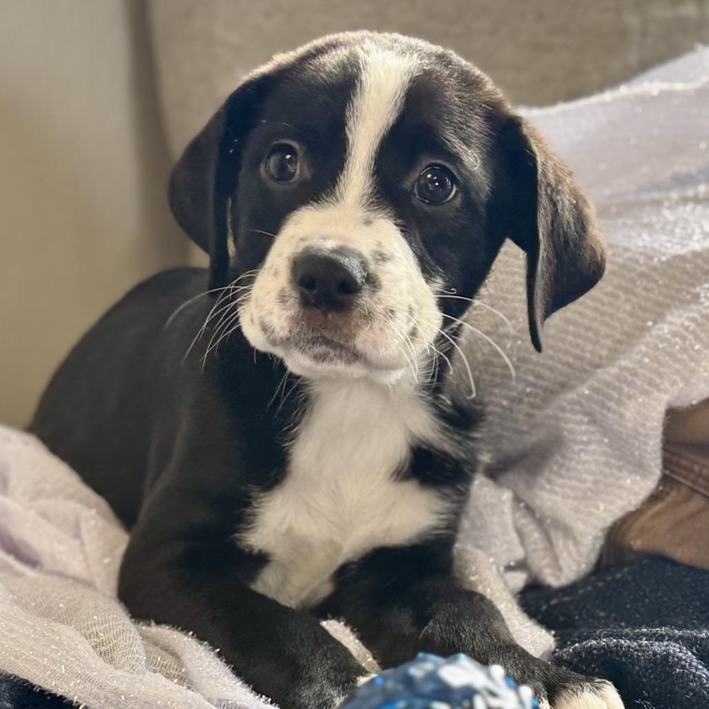 Enlarge DAVE, a Adoptable Boxer in La Grange, KY image 3/6