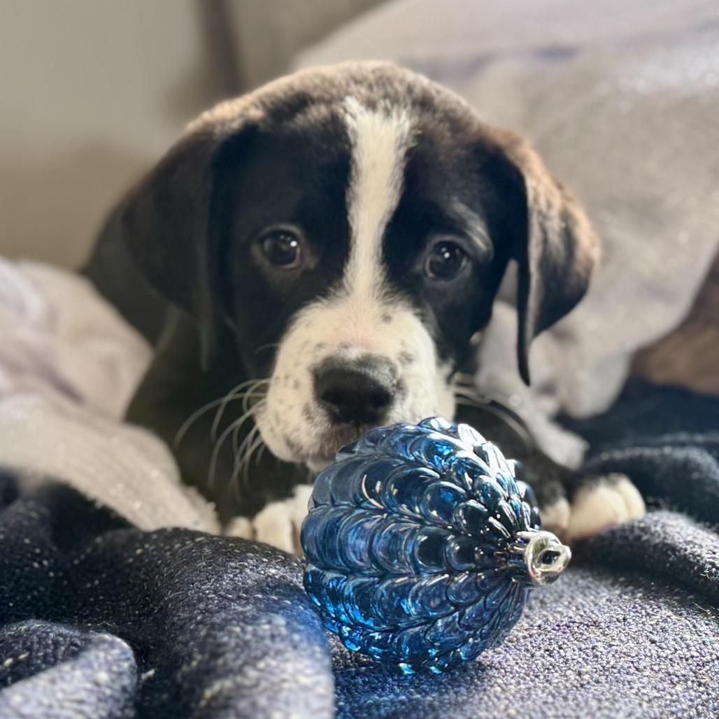 Enlarge DAVE, a Adoptable Boxer in La Grange, KY image 4/6