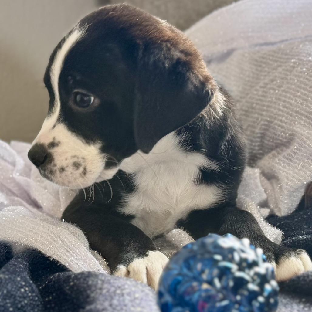 Enlarge DAVE, a Adoptable Boxer in La Grange, KY image 5/6