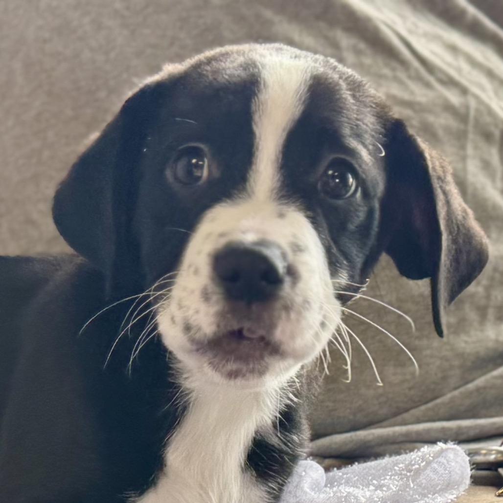 Enlarge DAVE, a Adoptable Boxer in La Grange, KY image 6/6