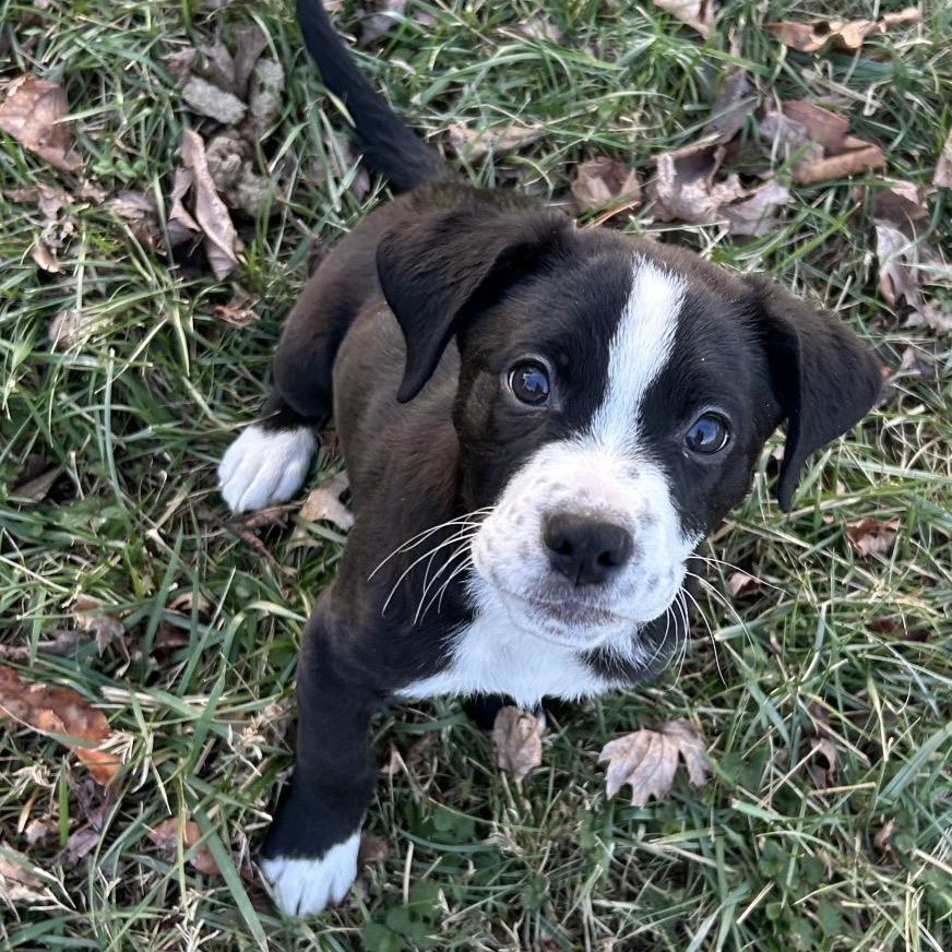Enlarge DAVE, a Adoptable Boxer in La Grange, KY image 1/6