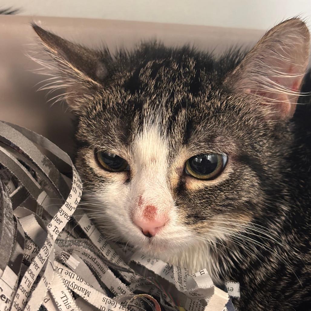 Enlarge Gabe, a Adoptable Domestic Short Hair in Philadelphia, PA image 1/1