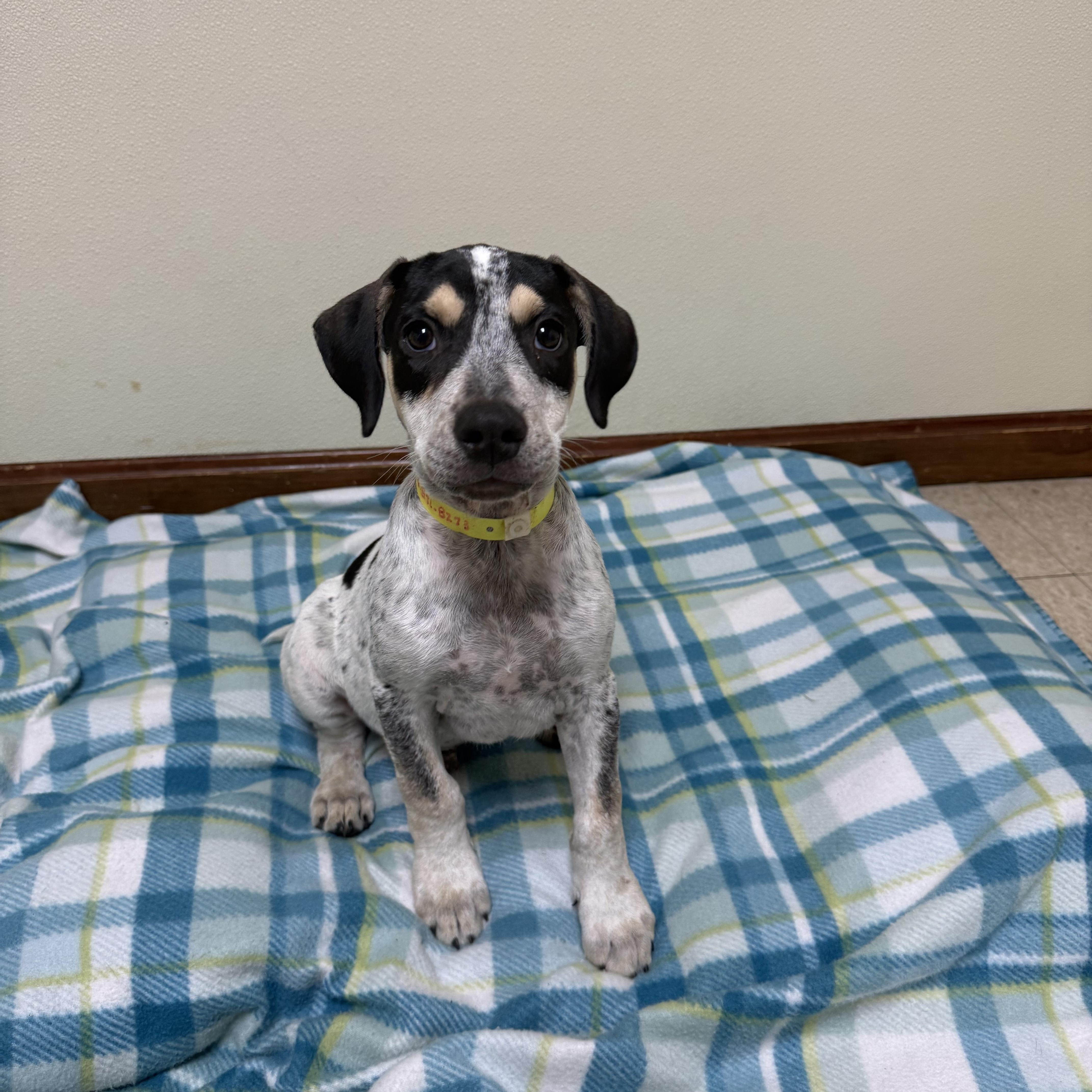 Enlarge Cisco, a ADOPTABLE mixed breed in Douglas, MA image 2/4