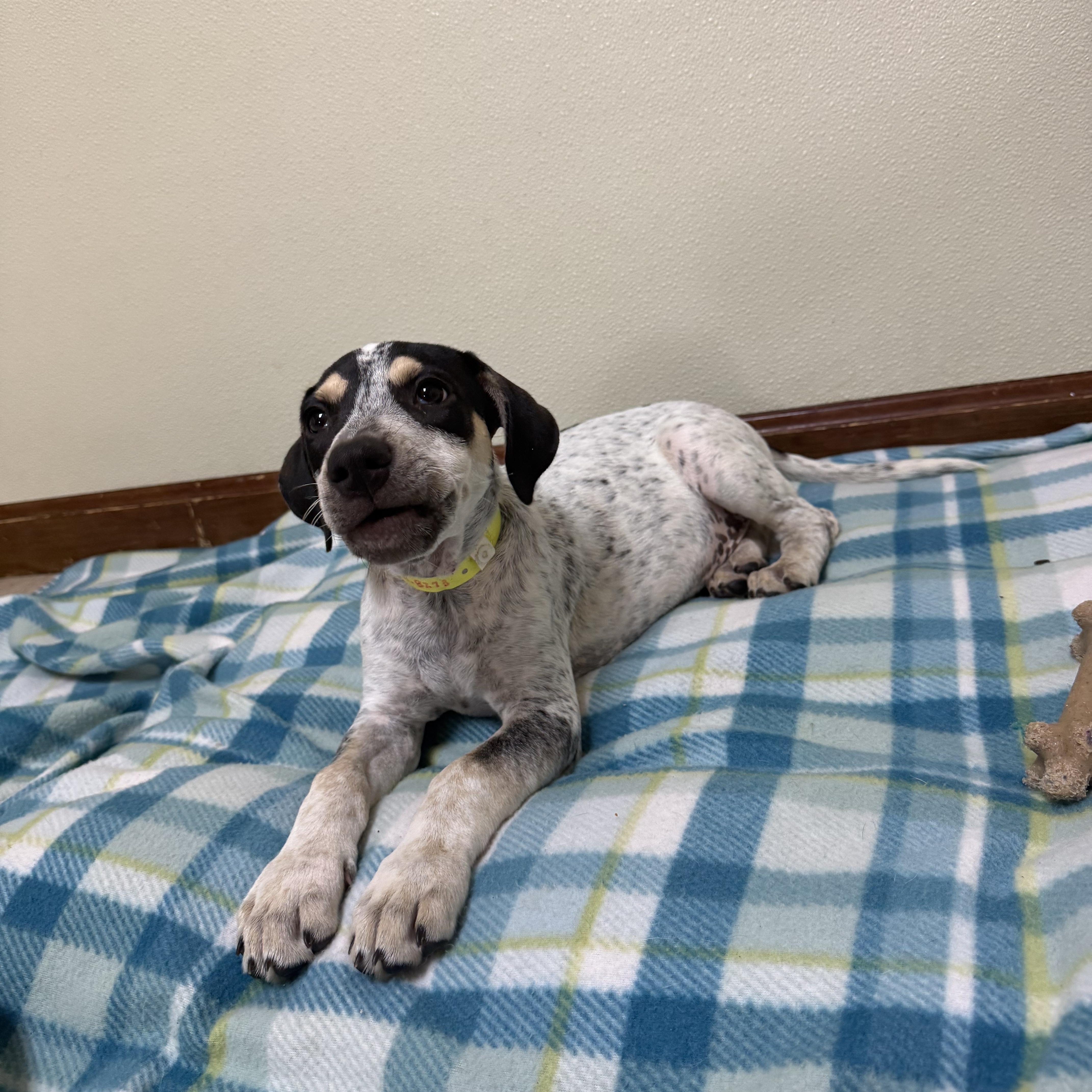Enlarge Cisco, a ADOPTABLE mixed breed in Douglas, MA image 3/4