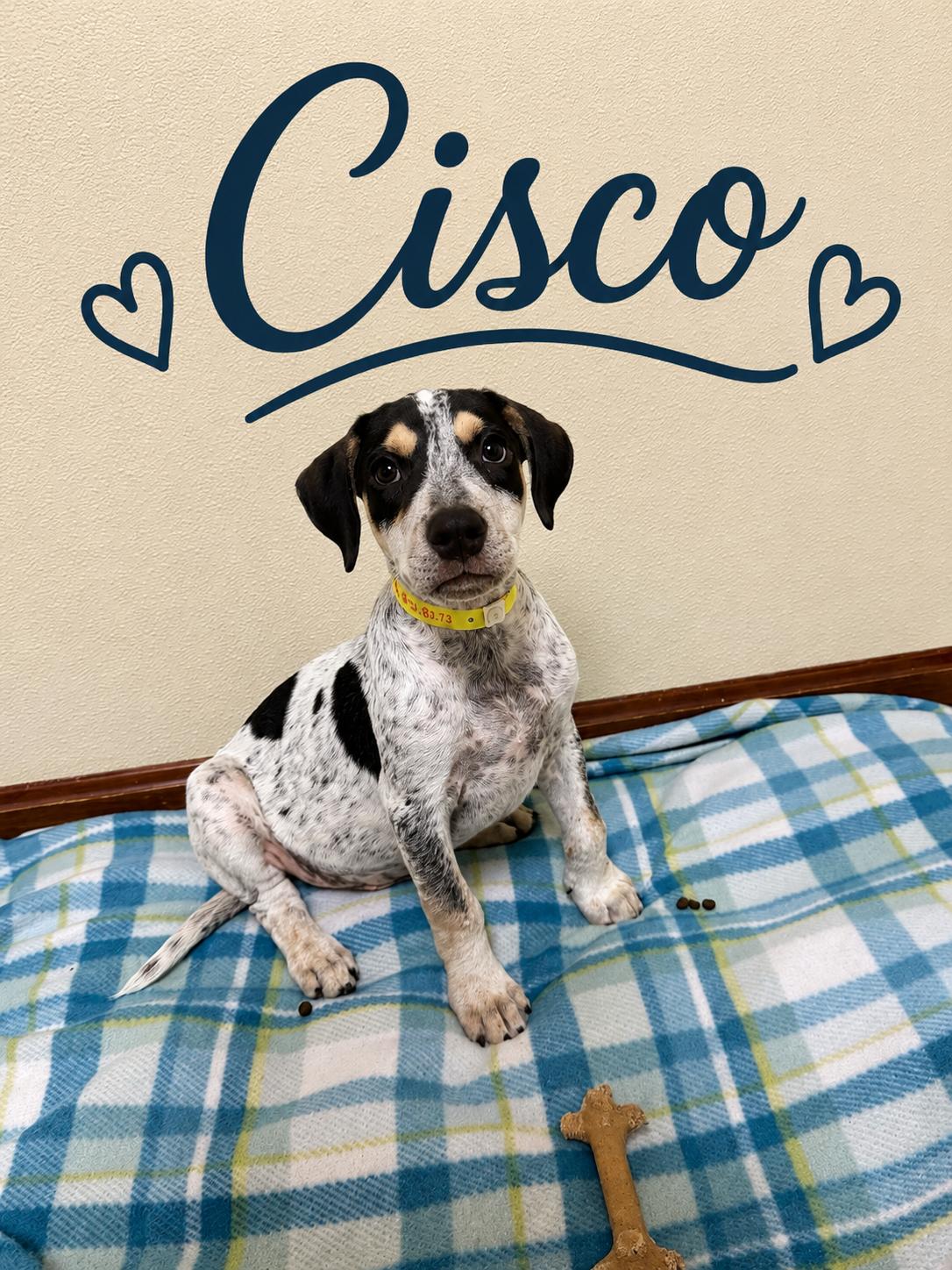 Cisco, ADOPTABLE, Puppy Male Hound & Terrier.