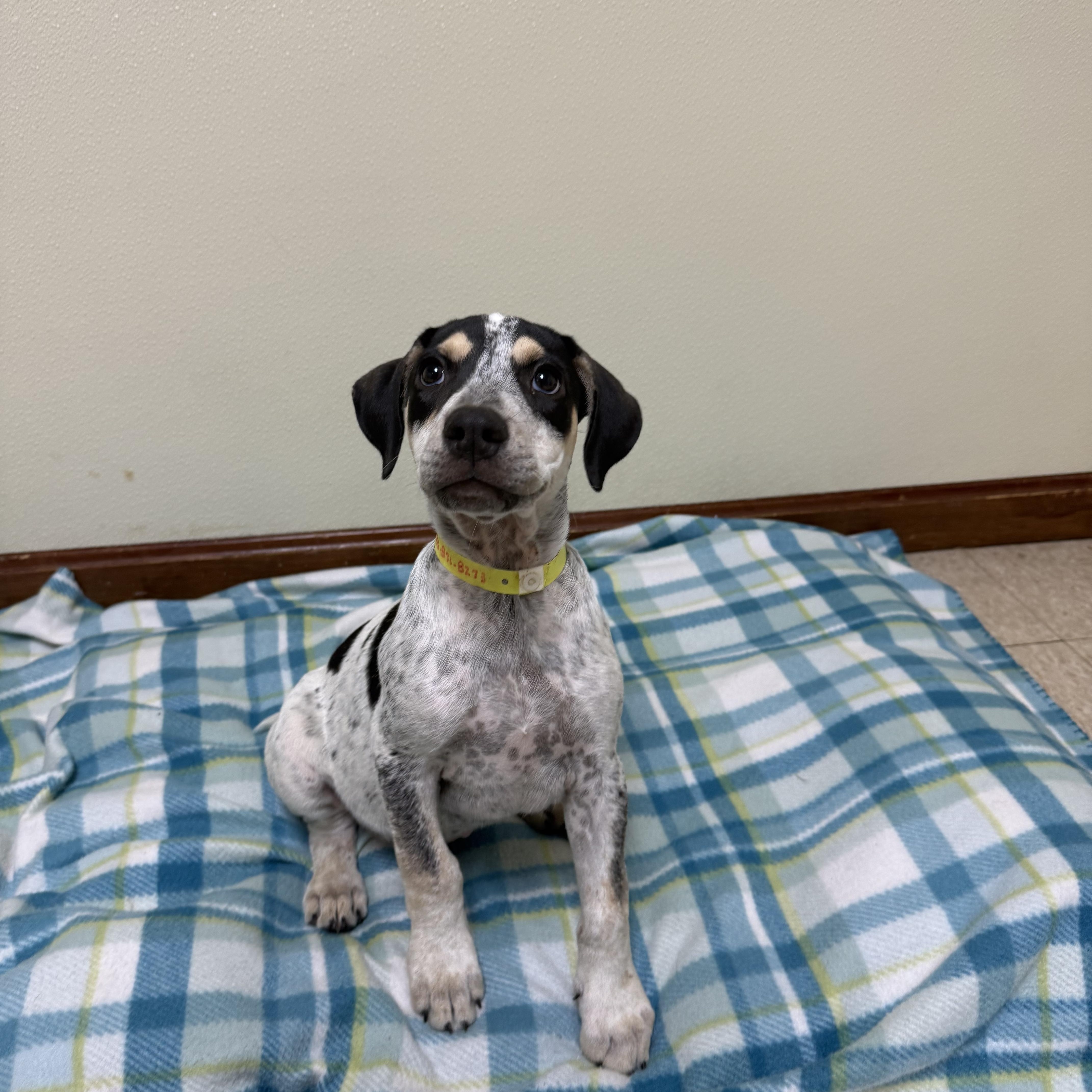 Enlarge Cisco, a ADOPTABLE mixed breed in Douglas, MA image 4/4