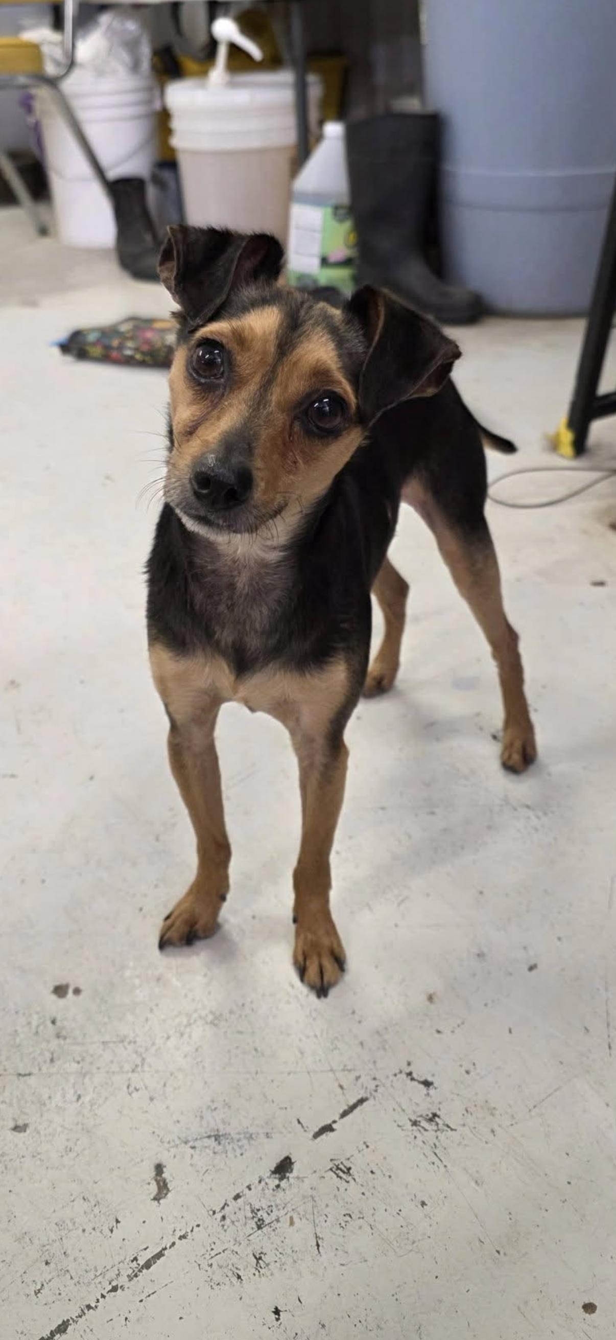 Enlarge Herbie, a ADOPTABLE Miniature Pinscher in Muldrow, OK image 1/1