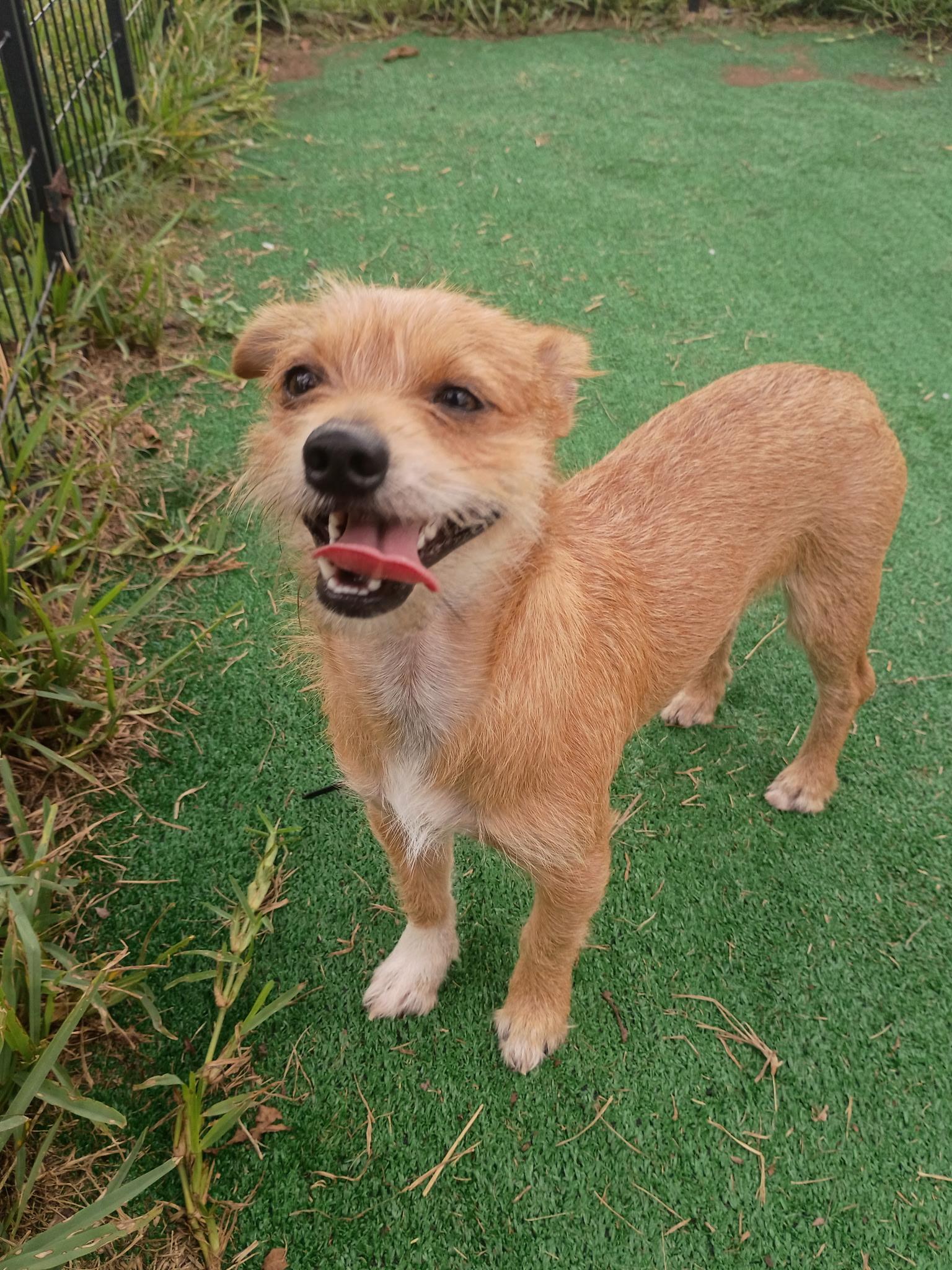 Enlarge Gage-Loves a good zoomie, a Adoptable mixed breed in Brattleboro, VT image 4/6