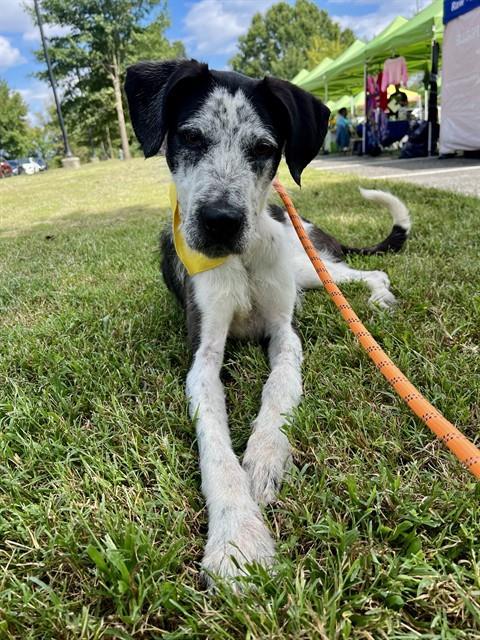 Enlarge KORI, a Adoptable mixed breed in Upper Marlboro, MD image 1/1
