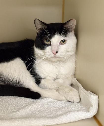 Enlarge Marquino, a Adoptable mixed breed in Fairfax, VA image 1/3