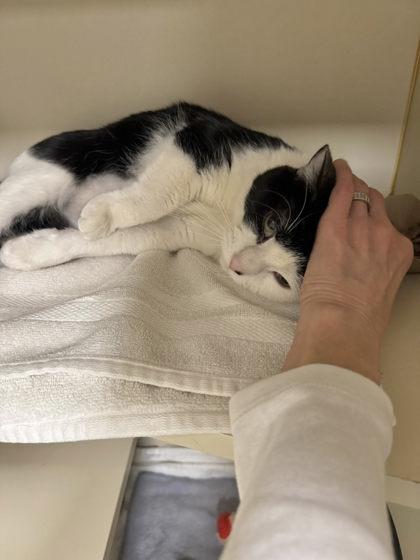 Enlarge Marquino, a Adoptable mixed breed in Fairfax, VA image 2/3