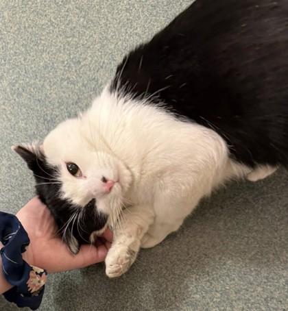 Enlarge Marquino, a Adoptable mixed breed in Fairfax, VA image 3/3