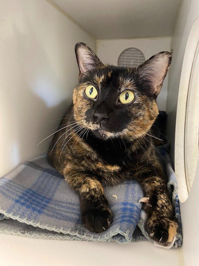 Possum, Adoptable, Adult Female Domestic Short Hair.