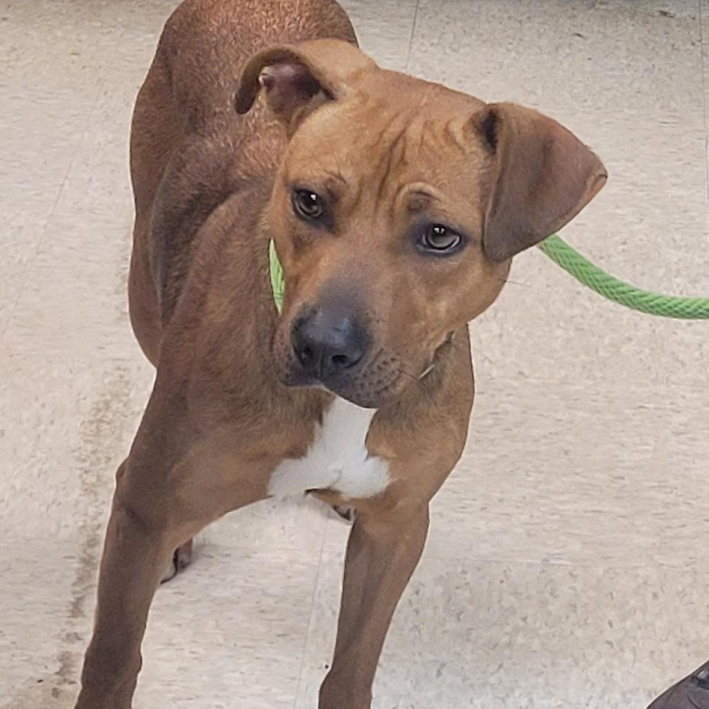 Brim 6818 — thumbnail 2