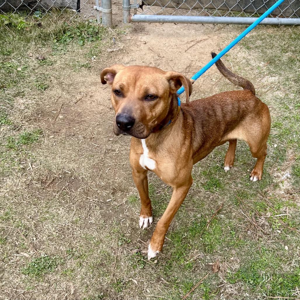 Brim 6818 — thumbnail 3