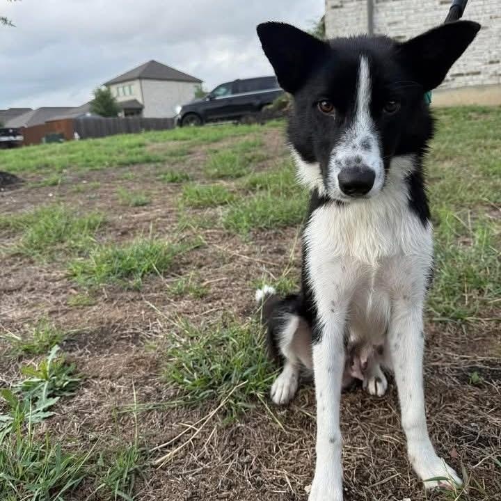Enlarge Mor, a ADOPTABLE Border Collie in San Antonio, TX image 6/6