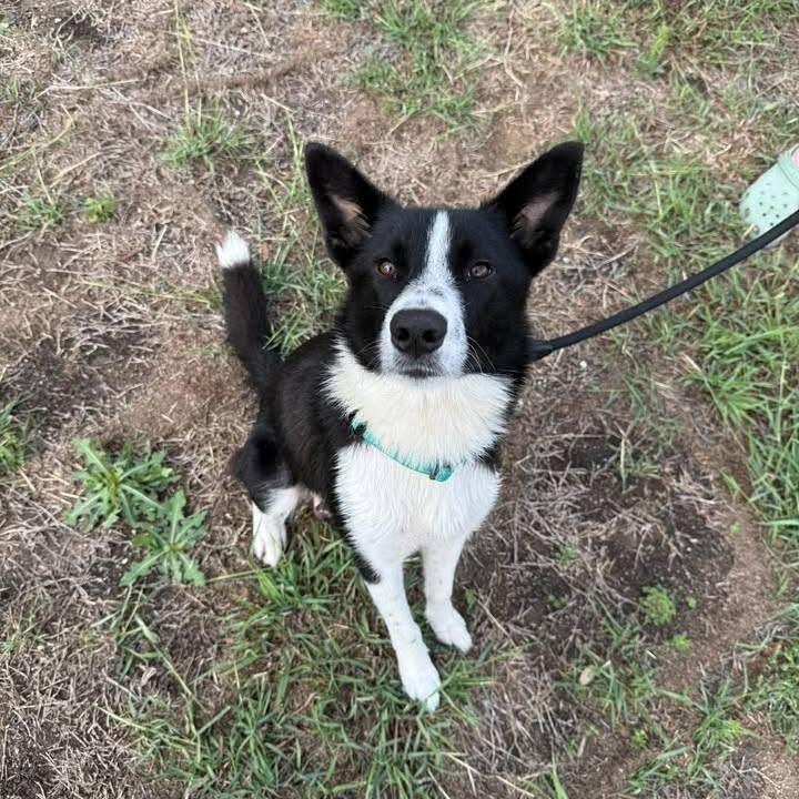 Enlarge Mor, a ADOPTABLE Border Collie in San Antonio, TX image 4/6