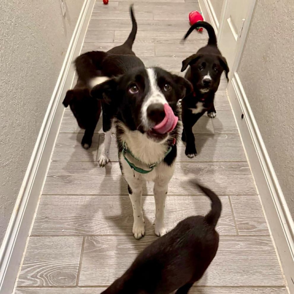 Enlarge Mor, a ADOPTABLE Border Collie in San Antonio, TX image 2/6
