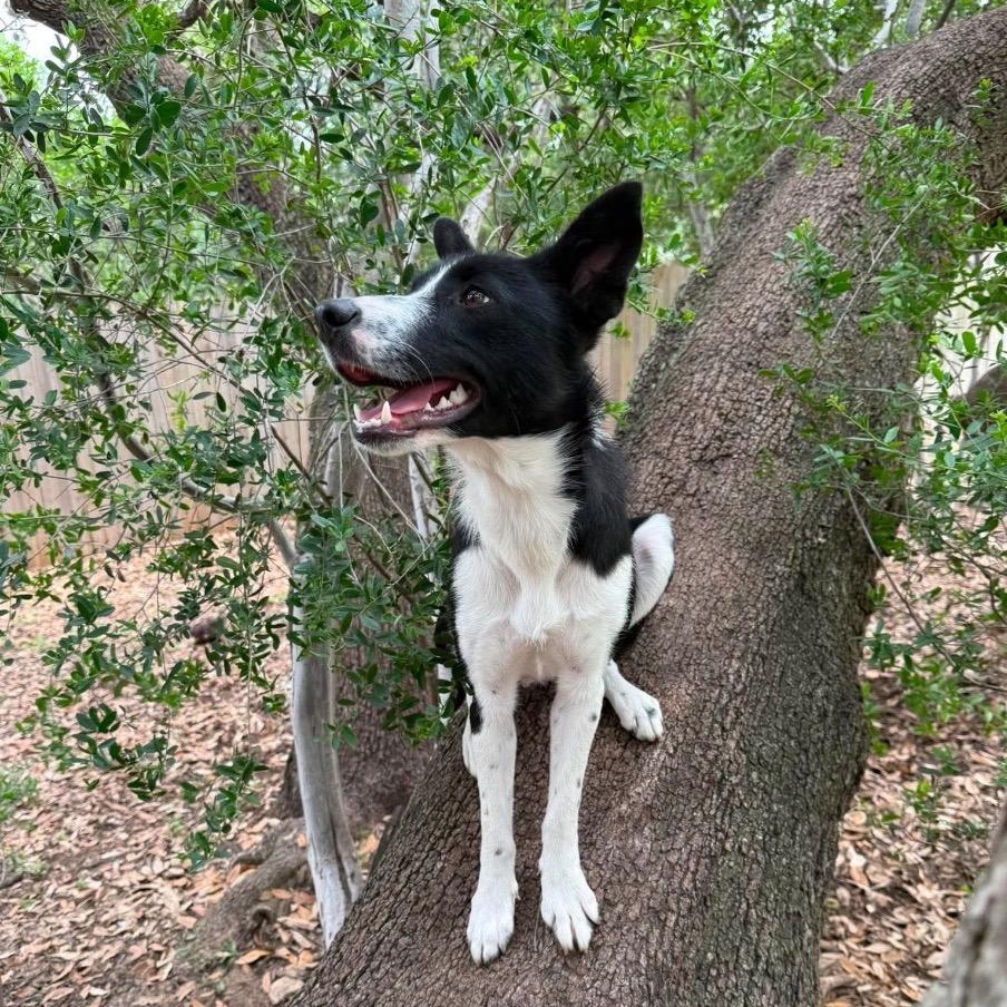 Enlarge Mor, a ADOPTABLE Border Collie in San Antonio, TX image 1/6