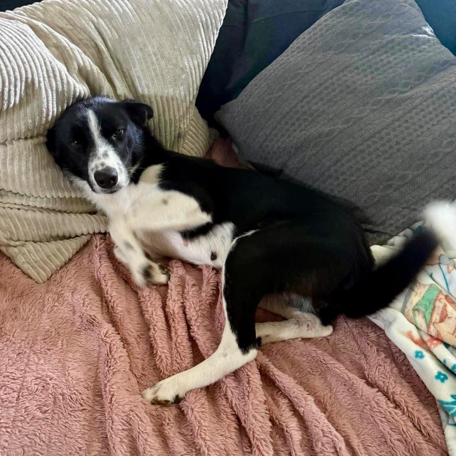 Enlarge Mor, a ADOPTABLE Border Collie in San Antonio, TX image 5/6