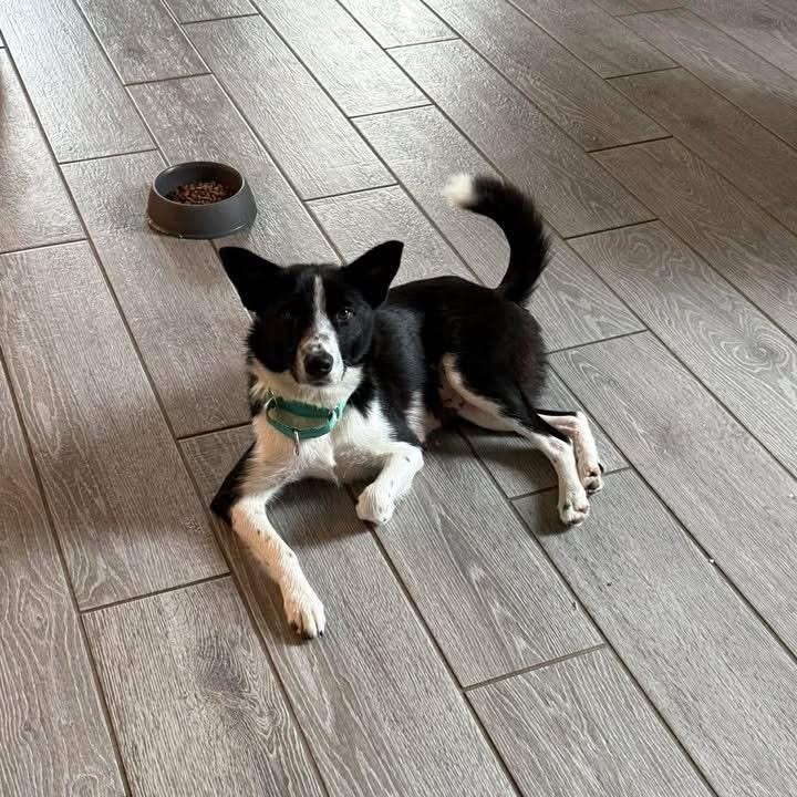 Enlarge Mor, a ADOPTABLE Border Collie in San Antonio, TX image 3/6