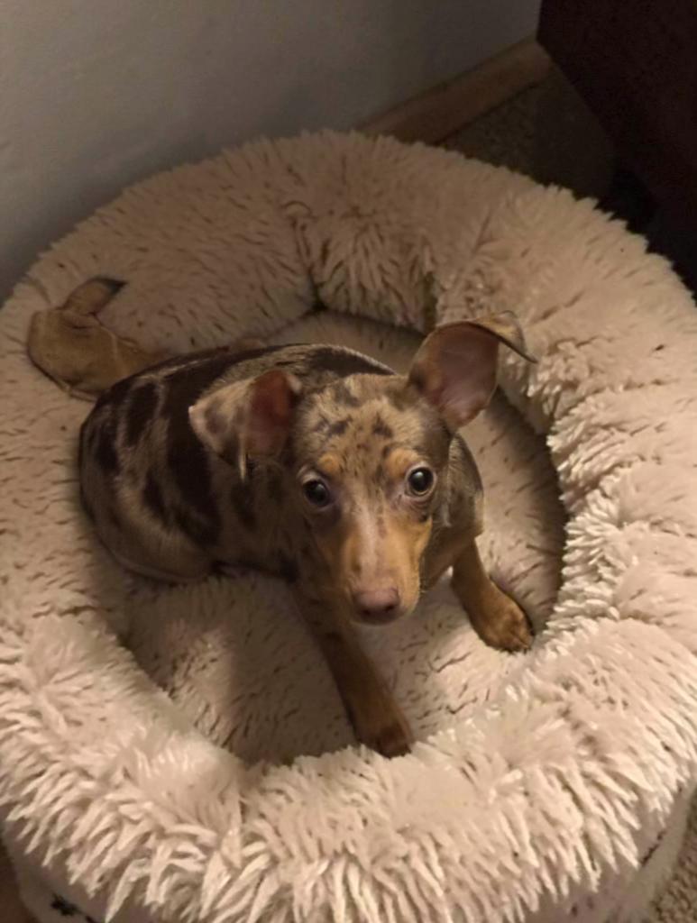 Enlarge Bo, a Adoptable Miniature Pinscher in San Antonio, TX image 1/2