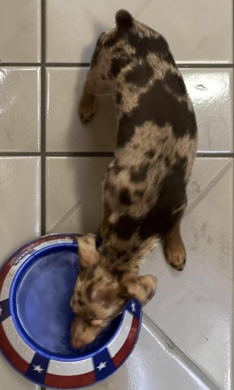 Enlarge Bo, a Adoptable Miniature Pinscher in San Antonio, TX image 2/2