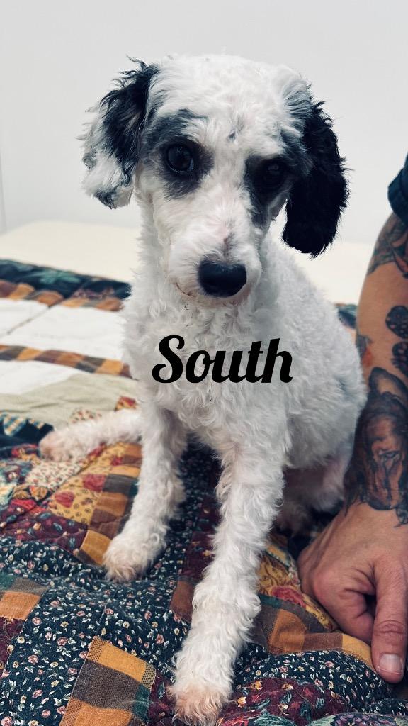 South, Adoptable, Adult Female Poodle.