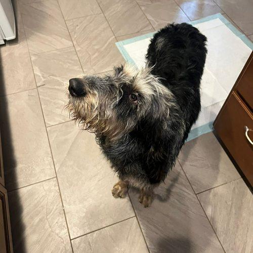 Nicte, Adoptable, Adult Female Mixed Breed & Mixed Breed.